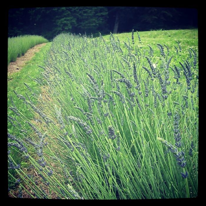 Hope Hill Lavender Farm