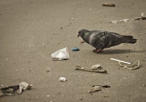 Pigeon Trash